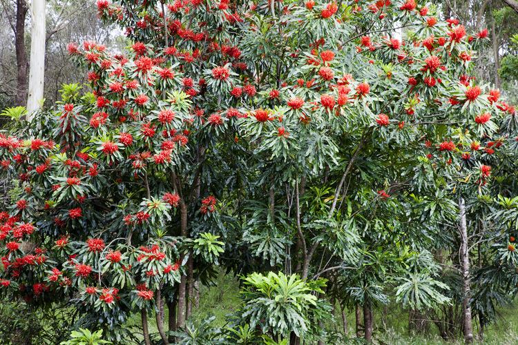 Alloxylon flammeum Tree Waratah Alloxylon flammeum Tree Waratah Alloxyl Flickr