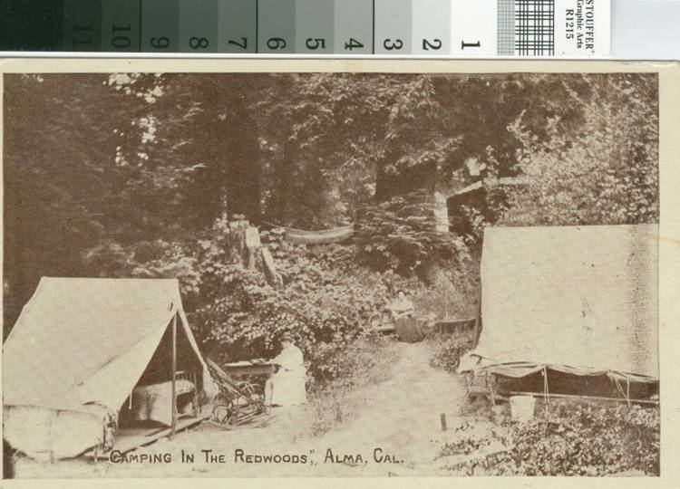 Alma, California Postcard of Camping in the Redwoods Alma California