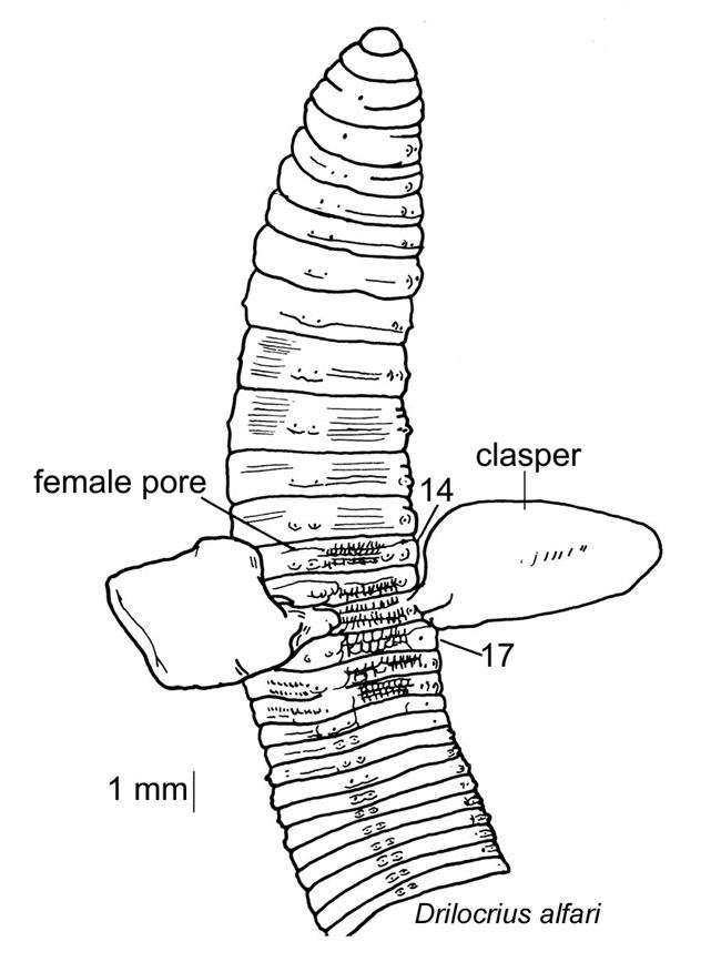 Almidae