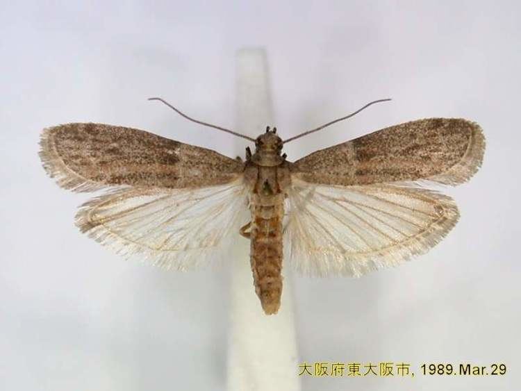 Almond moth keyslucidcentralorgkeysv3eafrinetmaizepests