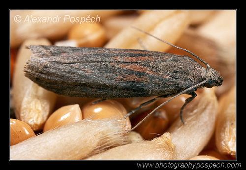 Almond moth Zavijec cokoladovy Almond moth Fig moth Cadra cautella Flickr