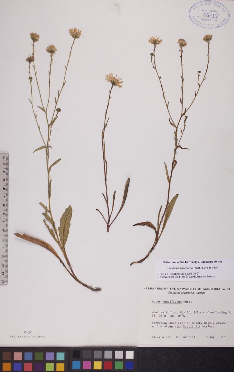 Almutaster herbariumccumanitobaca Almutaster pauciflorus