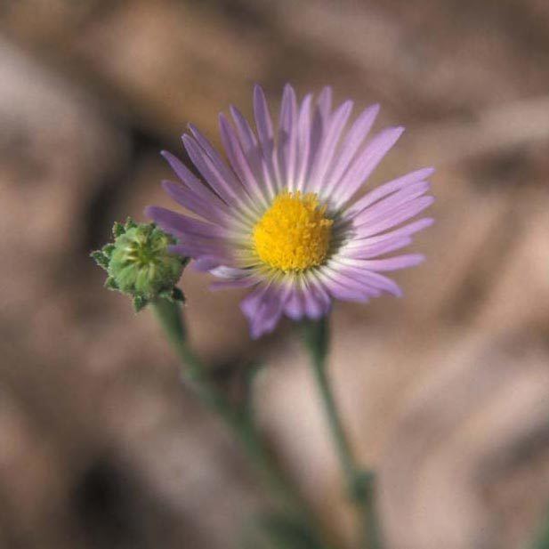 Almutaster SEINet Arizona Chapter Almutaster pauciflorus