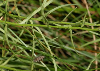 Almutaster Almutaster pauciflorus Alkali Marsh Aster Marsh Alkali Aster