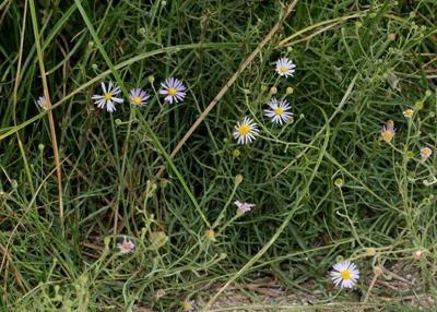 Almutaster Almutaster pauciflorus Alkali Marsh Aster Marsh Alkali Aster