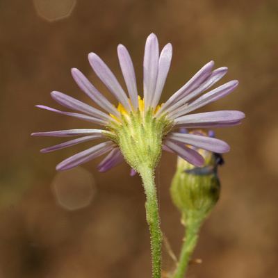 Almutaster wwwfireflyforestcomimageswildflowersplantsAl