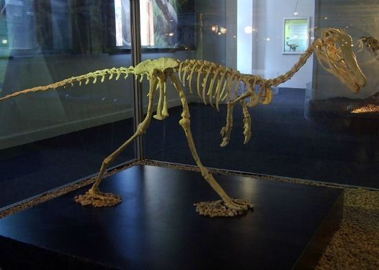 Alnashetri Cretaceous Legs Give Away New Dinosaur Science Smithsonian