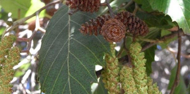 Alnus acuminata Evergreen Alder Plant Guide Lifestyle HOME