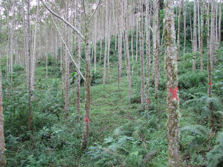 Alnus acuminata Alnus acuminata Wikiwand