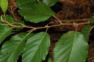 Alnus acuminata Alnus acuminata Discover Life