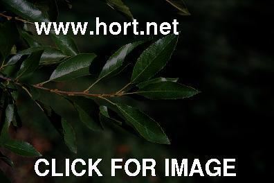 Alnus maritima Alnus maritima leaves 1 of 1 hortnet photo gallery
