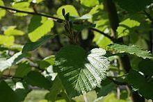 Alnus maximowiczii httpsuploadwikimediaorgwikipediacommonsthu