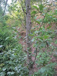 Alnus nepalensis httpsuploadwikimediaorgwikipediacommonsthu