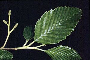 Alnus oblongifolia Alnus Oblongifolia