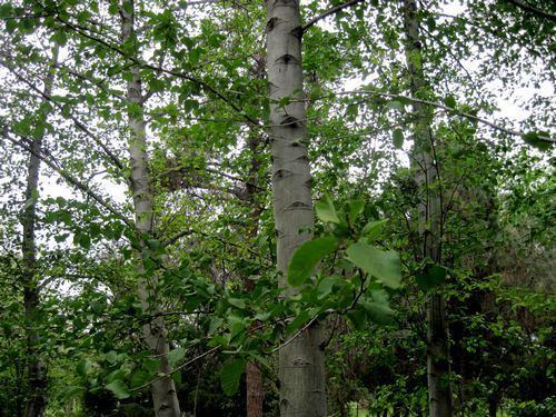 Alnus rhombifolia White Alder Alnus rhombifolia