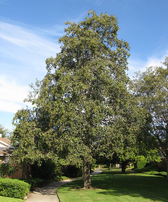 Alnus rhombifolia UFEI SelecTree A Tree Selection Guide