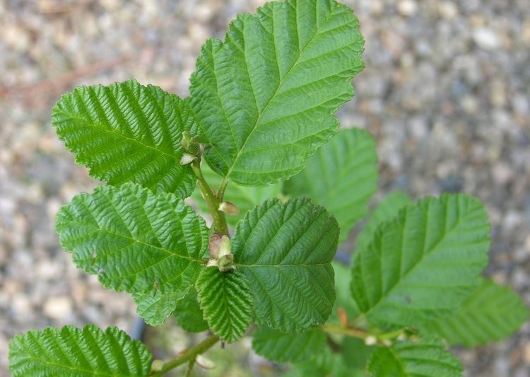 Alnus rubra Red Alder Alnus rubra Pacific northwest native tree