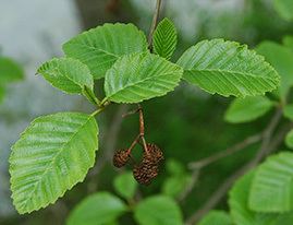 Alnus rubra Alnus rubra Red alder Ecoplexity