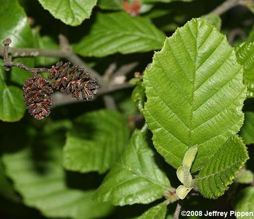 Alnus serrulata Alnus