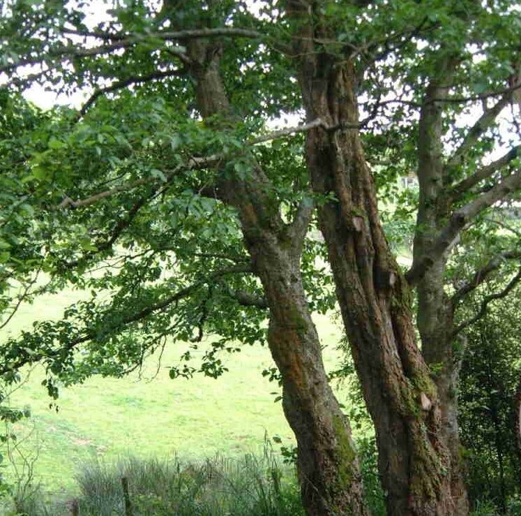 Alnus subcordata Alnus subcordata Caucasian alder tree Product Stone Lane Gardens