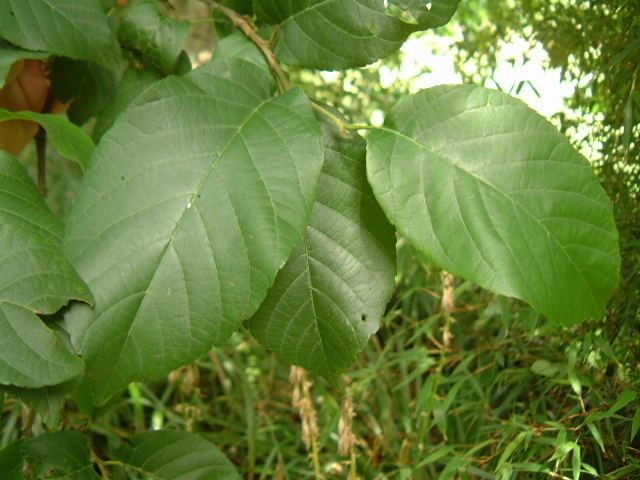 Alnus subcordata Alnus subcordata Caucasian alder tree Product Stone Lane Gardens