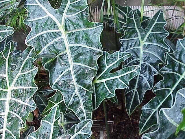 Alocasia wwwourhouseplantscomimgsgalleryalocasiaL4jpg