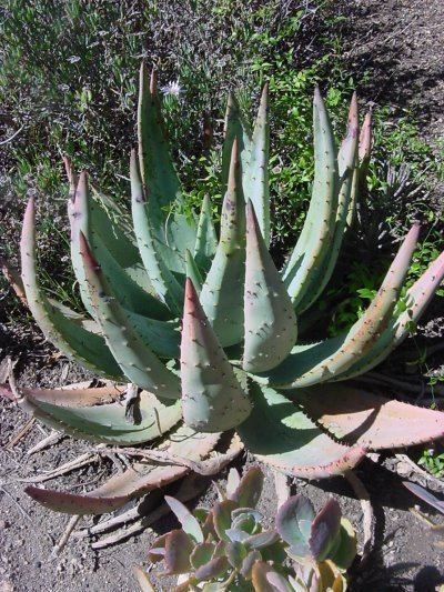 Aloe aculeata Aloe aculeata