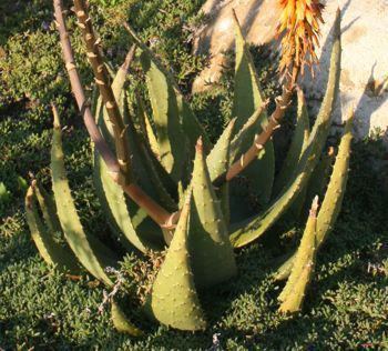 Aloe aculeata Aloe aculeata Plantz Africa