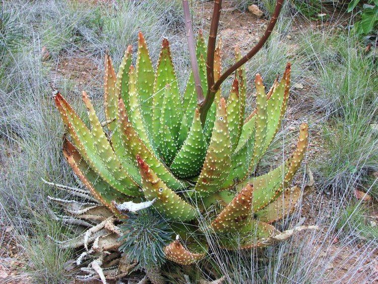 Aloe aculeata Agaveville View topic Aloe aculeata