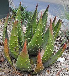 Aloe aculeata httpsuploadwikimediaorgwikipediacommonsthu