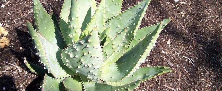 Aloe aculeata Aloe Prickly Aloe Aloe aculeata