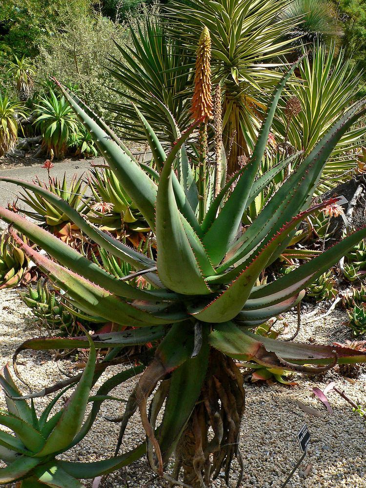 Aloe africana Aloe africana Wikipedia