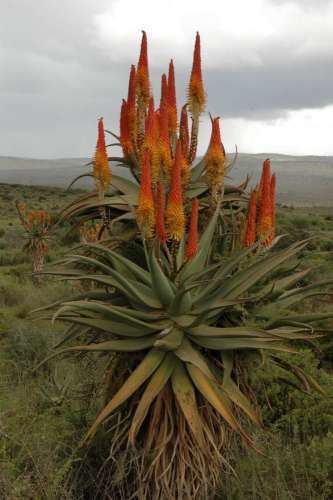Aloe africana sa3jpg