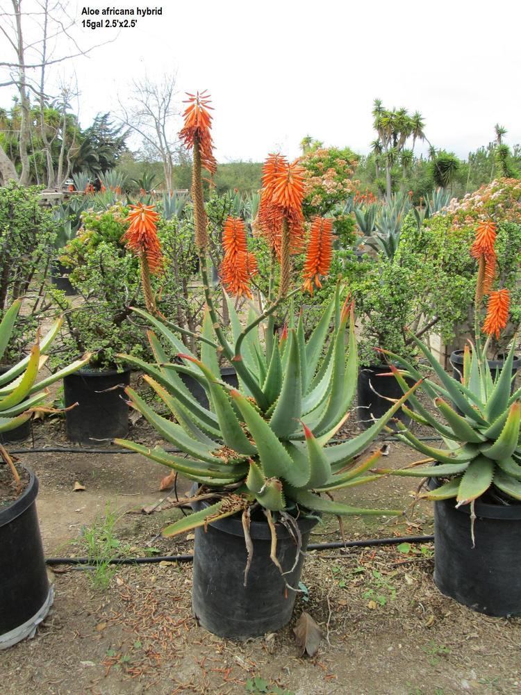 Aloe africana Aloe africana hybrid Jimenez Nursery Inc