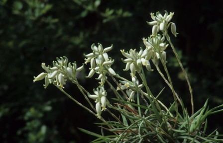 Aloe albida Threatened Species Programme SANBI Red List of South African Plants