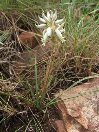 Aloe albida Threatened Species Programme SANBI Red List of South African Plants