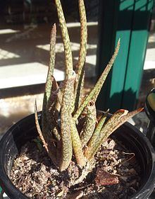 Aloe albiflora httpsuploadwikimediaorgwikipediacommonsthu