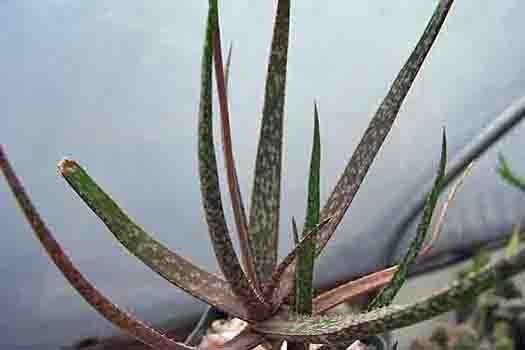 Aloe albiflora Kara Nursery Image of Aloe albiflora