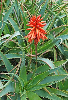 Aloe arborescens Aloe Arborescens CuraNatura