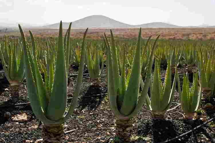 Aloe arborescens Health Benefits of Aloe Vera Aloe Arborescens Your Health Remedy
