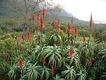 Aloe arborescens httpsuploadwikimediaorgwikipediacommonsthu