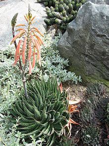 Aloe aristata httpsuploadwikimediaorgwikipediacommonsthu