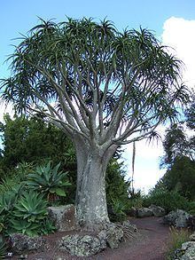 Aloe barberae httpsuploadwikimediaorgwikipediacommonsthu