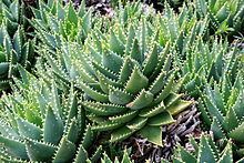 Aloe brevifolia Aloe brevifolia Wikipedia