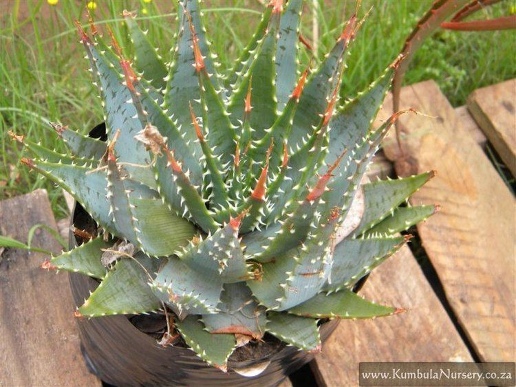 Aloe brevifolia Aloe brevifolia Kumbula Indigenous Nursery