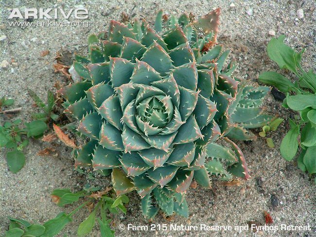Aloe brevifolia Aloe videos photos and facts Aloe brevifolia ARKive