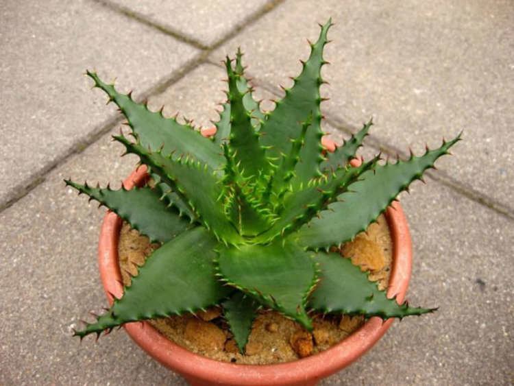 Aloe broomii worldofsucculentscomwpcontentuploads201606A