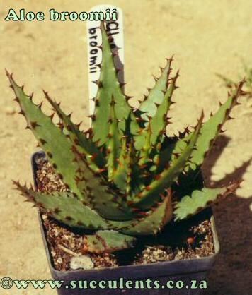 Aloe broomii Aloe broomii Snake Aloe information and cultivation tips