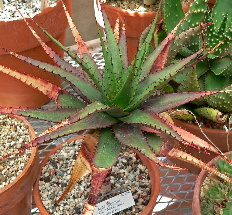 Aloe broomii Aloe broomii Wikipedia