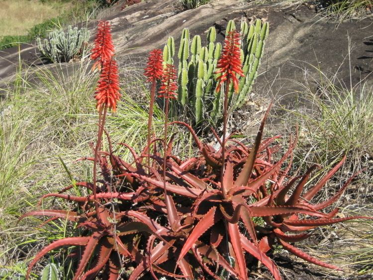 Aloe cameronii httpsuploadwikimediaorgwikipediacommonsff